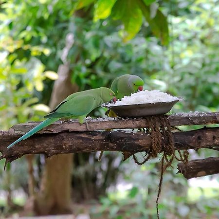 Birds Paradise Cabanas Unawatuna Zewnętrze zdjęcie