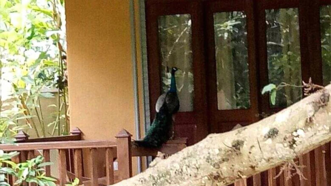 Birds Paradise Cabanas Unawatuna Zewnętrze zdjęcie