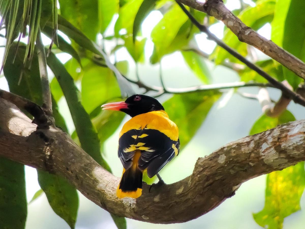 Birds Paradise Cabanas Unawatuna Zewnętrze zdjęcie