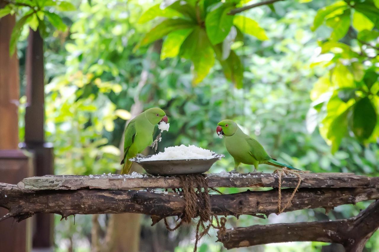 Birds Paradise Cabanas Unawatuna Zewnętrze zdjęcie