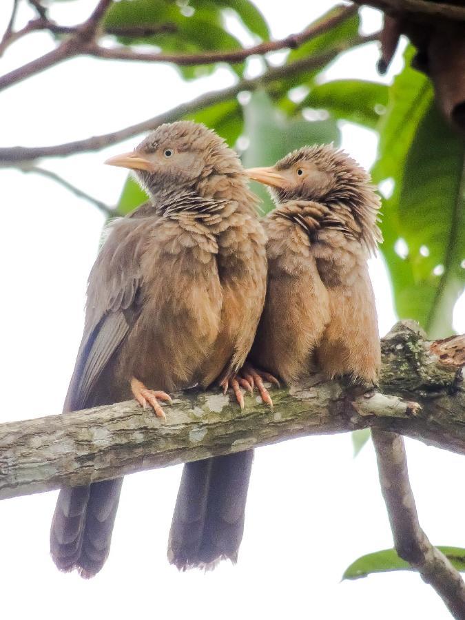 Birds Paradise Cabanas Unawatuna Zewnętrze zdjęcie