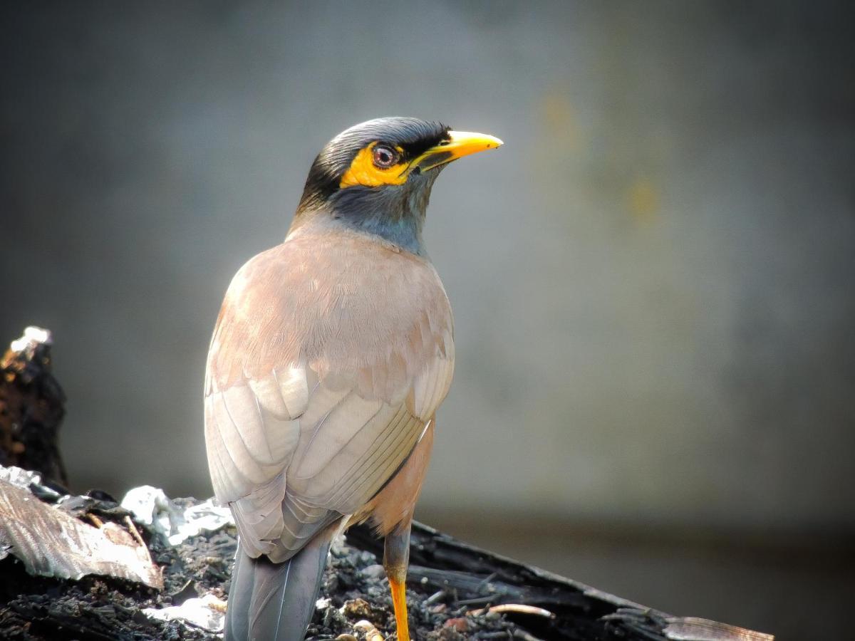 Birds Paradise Cabanas Unawatuna Zewnętrze zdjęcie
