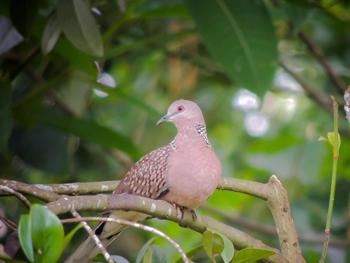 Birds Paradise Cabanas Unawatuna Zewnętrze zdjęcie