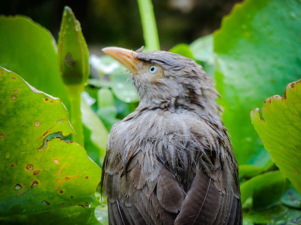 Birds Paradise Cabanas Unawatuna Zewnętrze zdjęcie