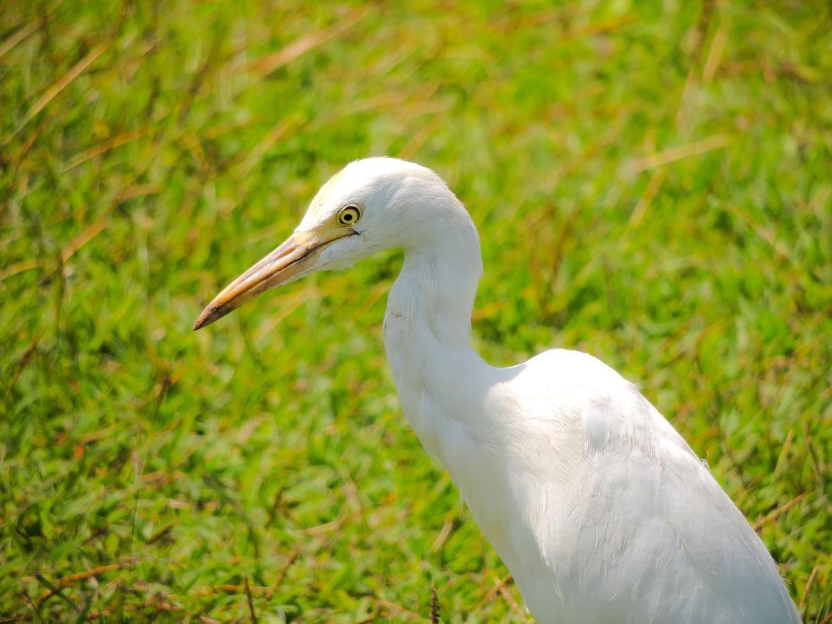 Birds Paradise Cabanas Unawatuna Zewnętrze zdjęcie