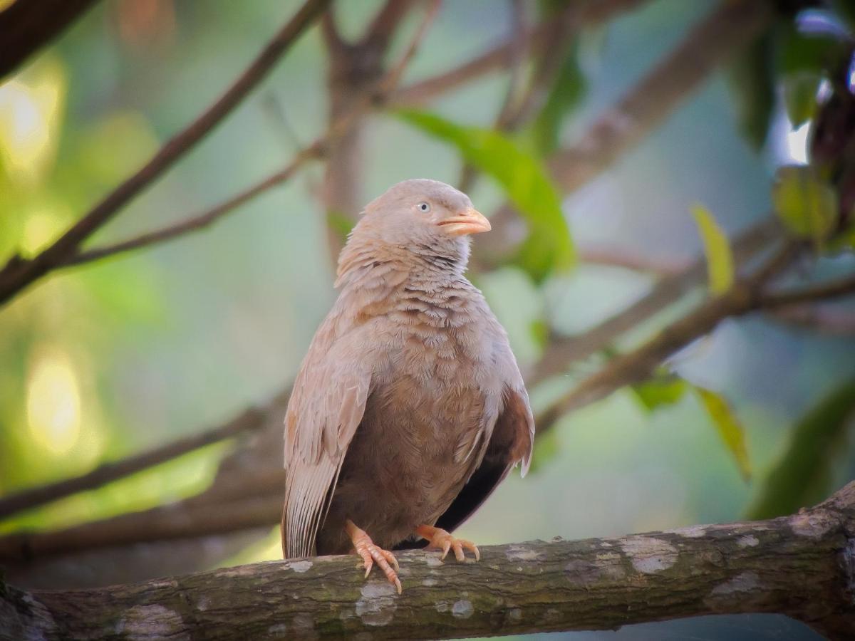 Birds Paradise Cabanas Unawatuna Zewnętrze zdjęcie