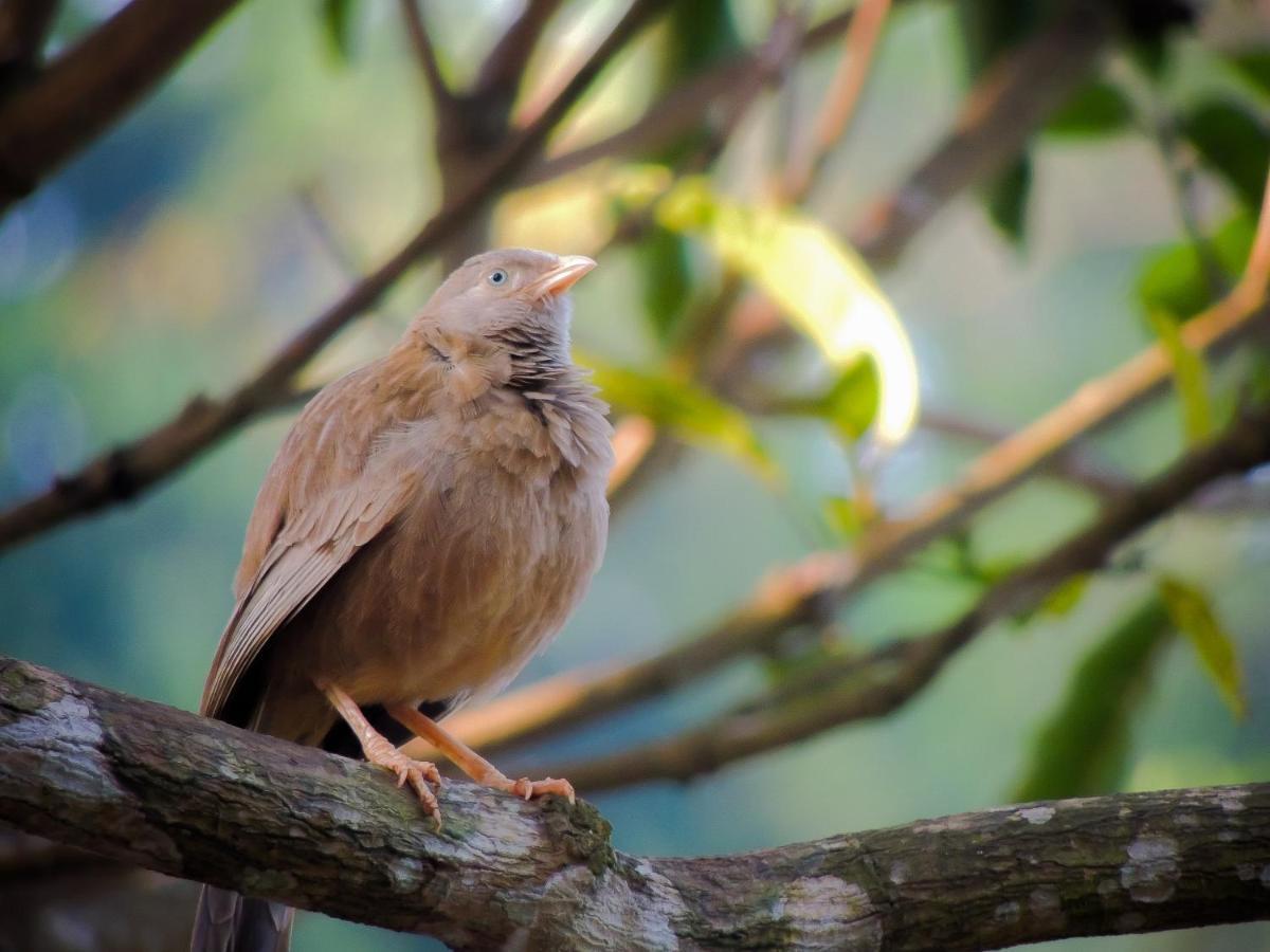 Birds Paradise Cabanas Unawatuna Zewnętrze zdjęcie