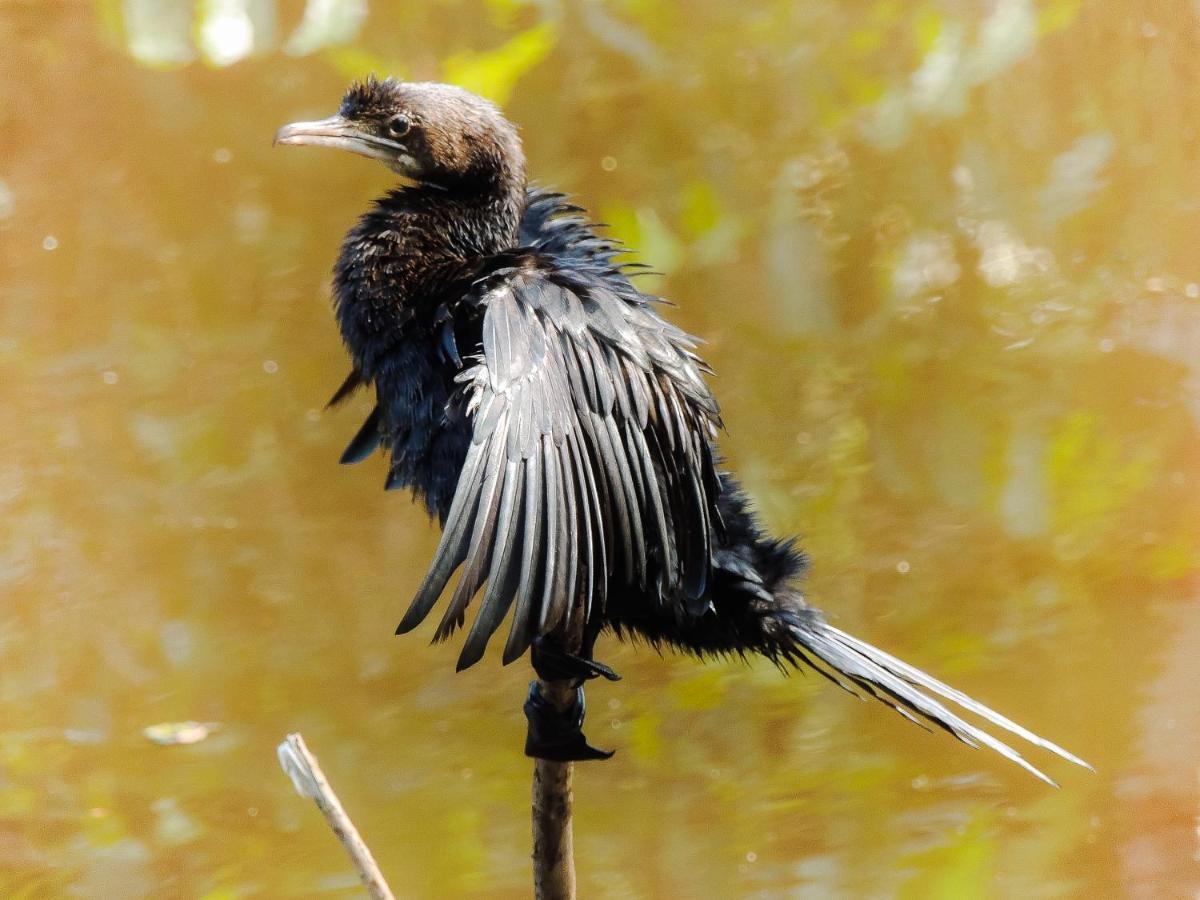 Birds Paradise Cabanas Unawatuna Zewnętrze zdjęcie